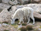 PICTURES/Mount Evans and The Highest Paved Road in N.A - Denver CO/t_Goat11.jpg